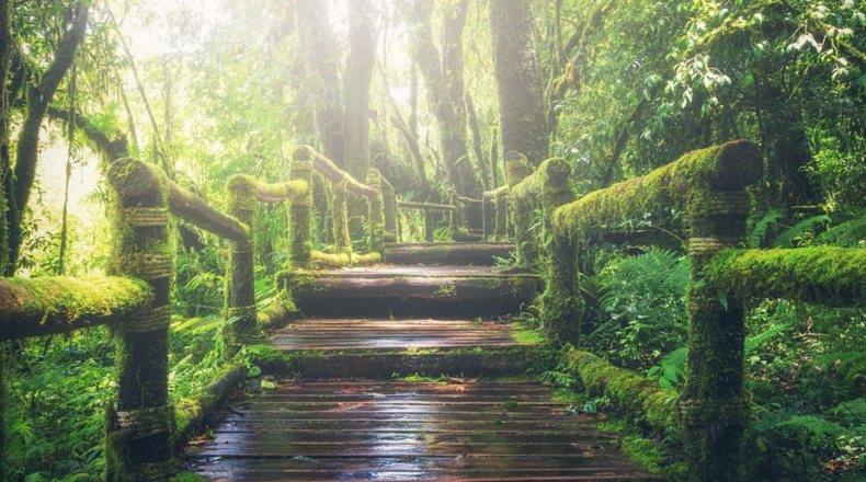 Los terrenos forestales se caracterizan por ser fincas o parcelas de gran riqueza natural.