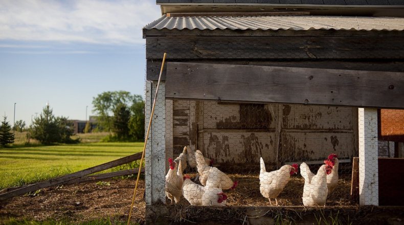 Imagen de una fábrica de gallinas al aire libre