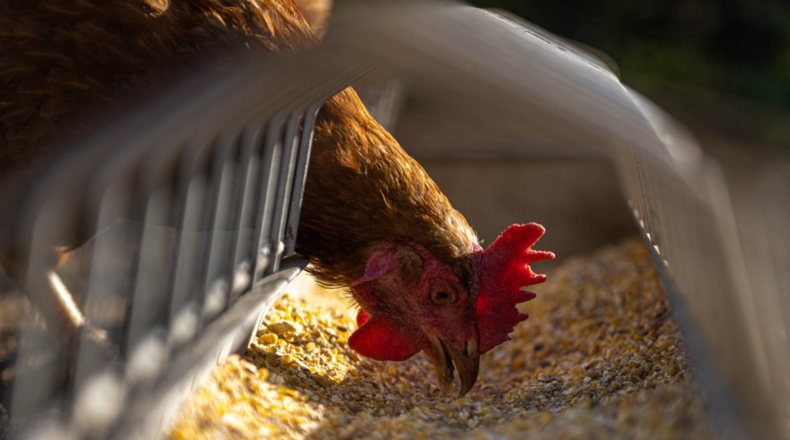 Imagen de una gallina alimentándose