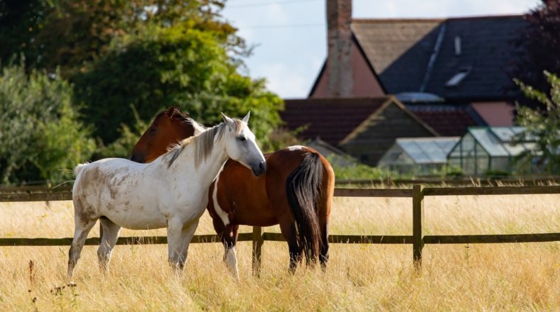 Imagen de dos caballos en un terreno
