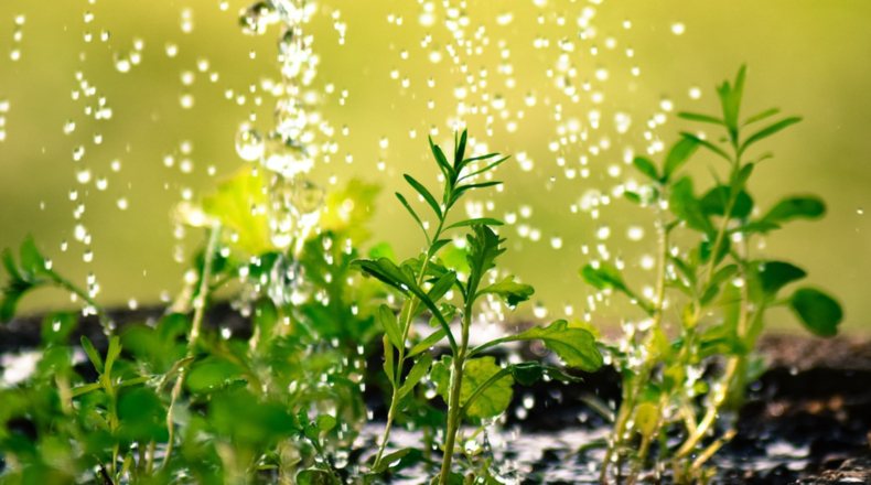 Imagen de riego de plantas