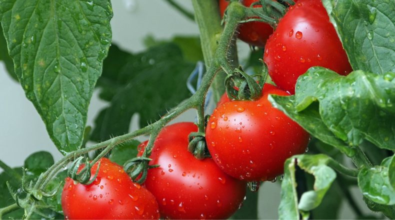 Imagen de tomates