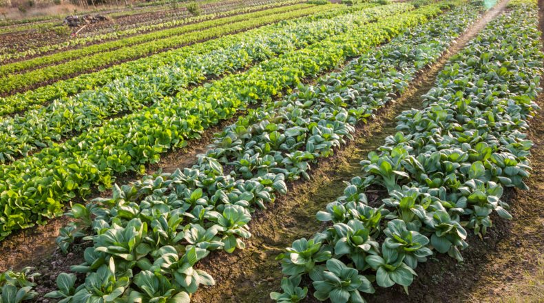Huerto fértil en parcela agrícola, representando inversión inmobiliaria para alquiler