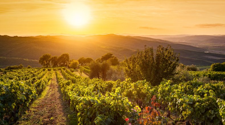 Viñedo al atardecer en turismo rura